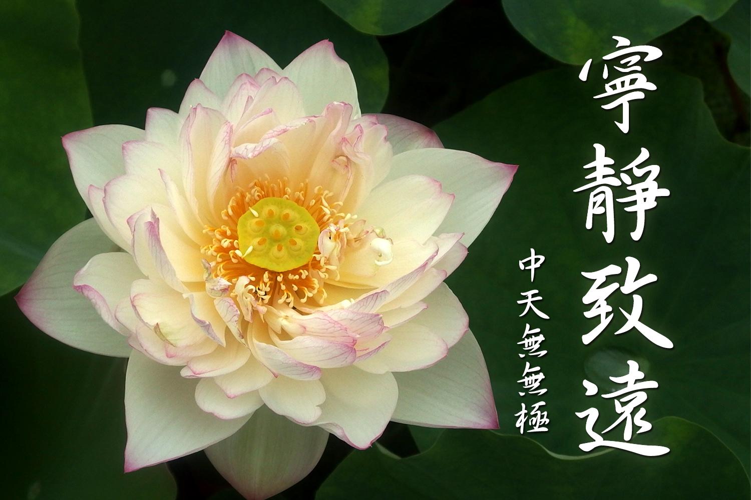 26=7精進、用功=中葉.JPG