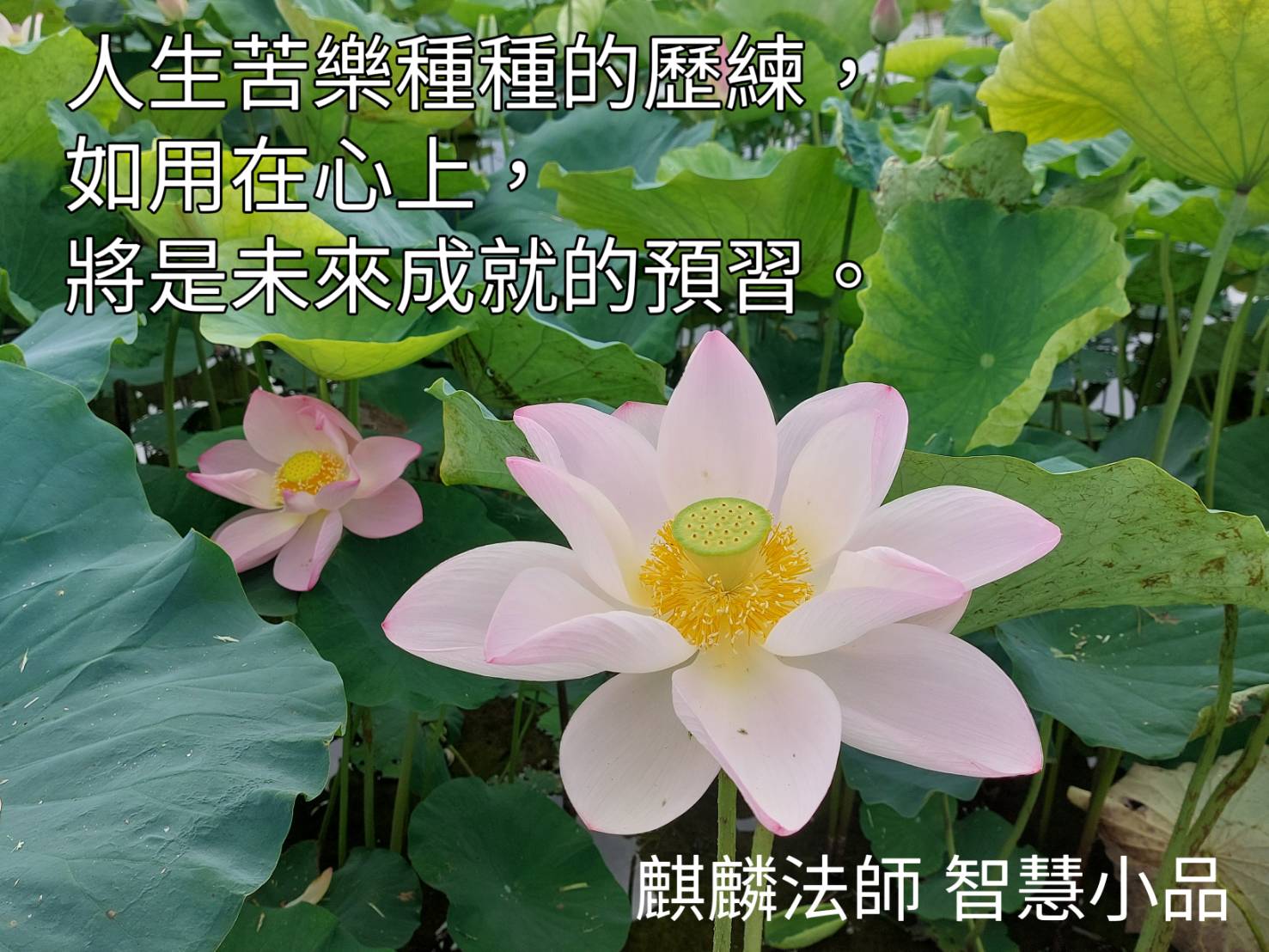 40=16=智慧小品16=36=荷忠.jpg